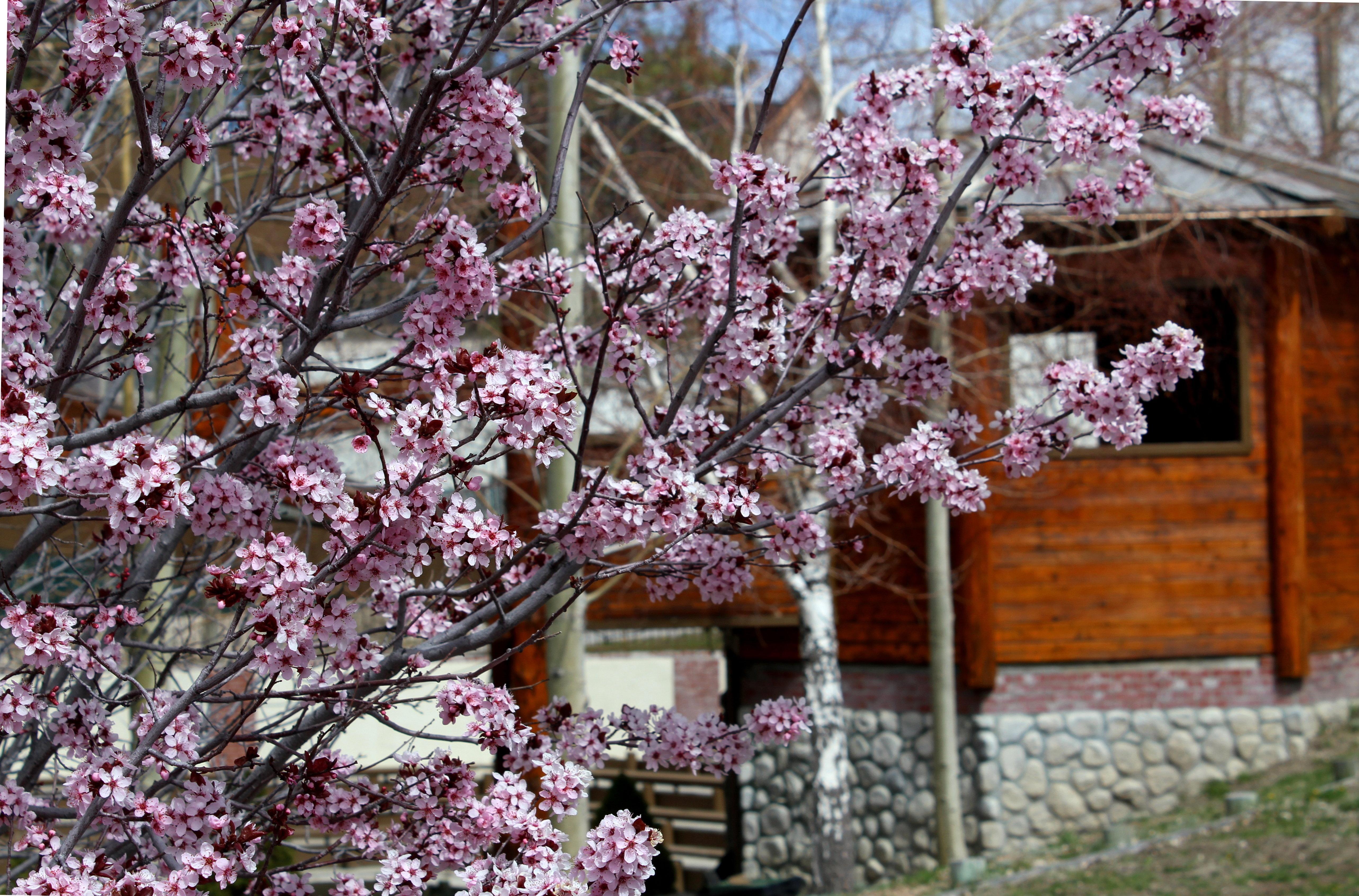 Holiday Inn Resort The Lodge At Big Bear Lake By Ihg Экстерьер фото